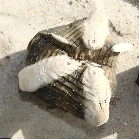 Vogelnest *